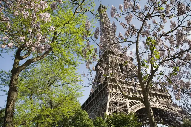 Torre Eiffel vista de baixo, entre árvores floridas na primavera